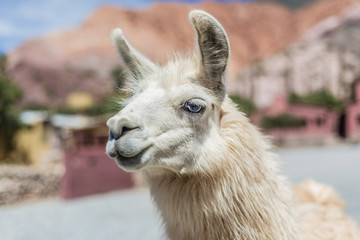 Obraz premium Llama in Purmamarca, Jujuy, Argentina.