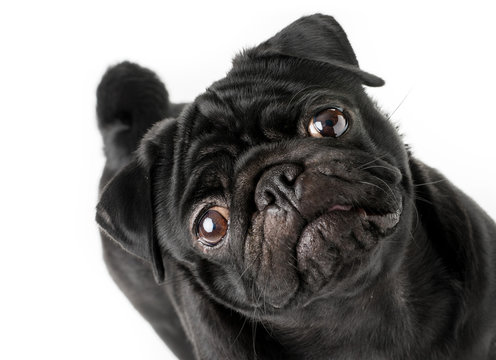 Cane carlino nero isolato su sfondo bianco