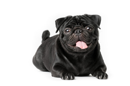Cane carlino nero isolato su sfondo bianco