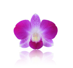 purple orchid isolated on white background