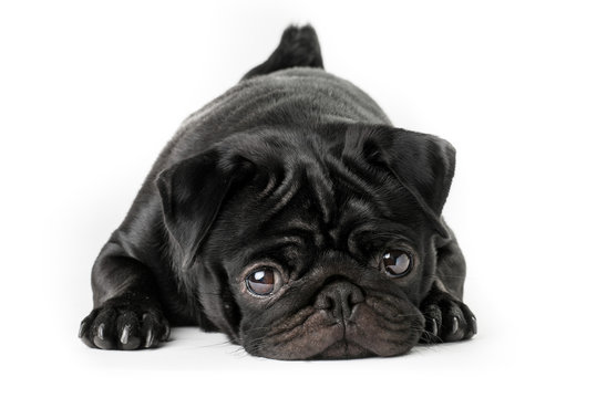 Cane carlino nero isolato su sfondo bianco