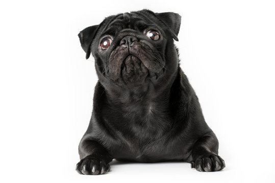 Cane carlino nero isolato su sfondo bianco
