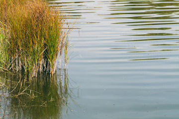 reed stems with green water