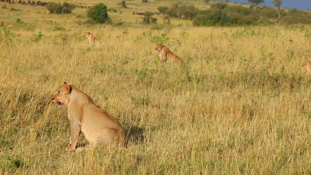 Four lionesses are preparing for an attack on the wildebeest.