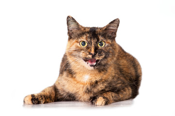 Fototapeta premium Beautiful adult cat meowing