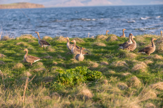 Evening view of wild geese.