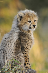 Fototapeta na wymiar African Cheetah cub