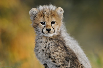 Plakat African Cheetah cub