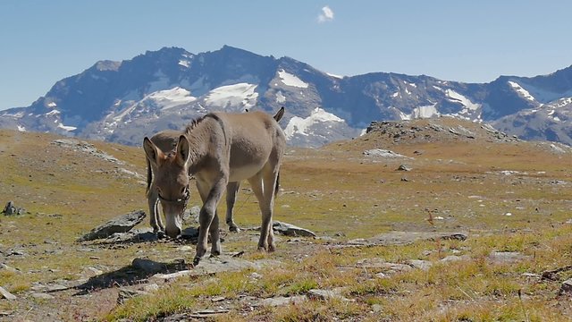alpine landscape with mules