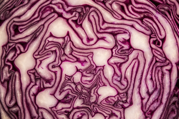 Obraz premium red cabbage