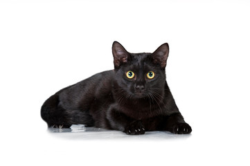 Funny black cat with scared eyes