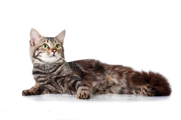 Beautiful tabby cat lying