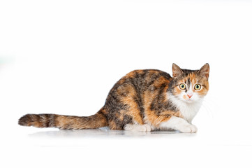 Cat isolated on white