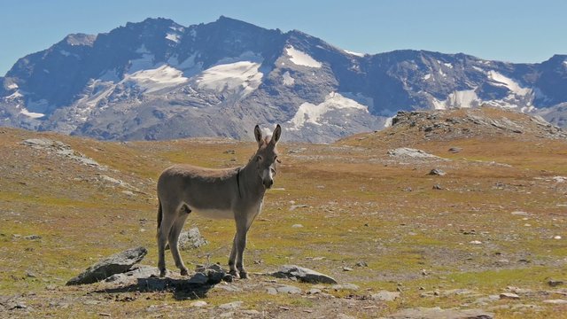 alpine landscape with mule