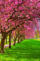 Foto op Plexiglas Wandelpad omgeven door bloeiende pruimenbomen © -Marcus-