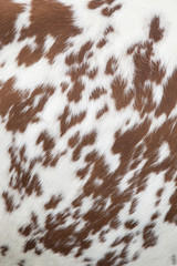 part of hide of red and white cow