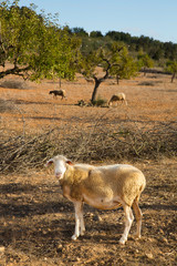 Moutons in Ibiza