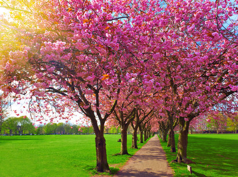 Walk path surrounded with blossoming plum trees
