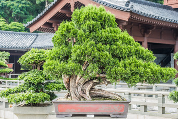 bonsai tree Chi Lin Nunnery Kowloon Hong Kong