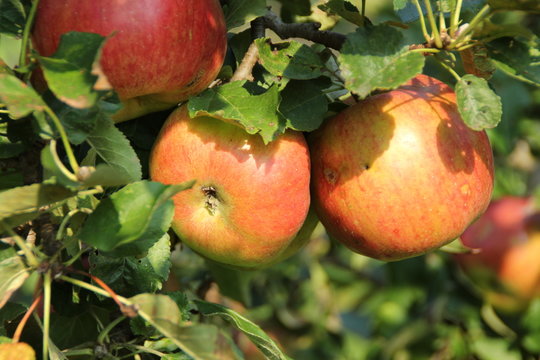 Äpfel an einem Baum
