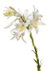 white lily on the white background