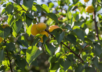 ripe apricots on the branch
