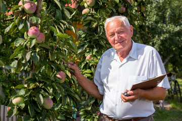 Senior man picking apples in an orchard