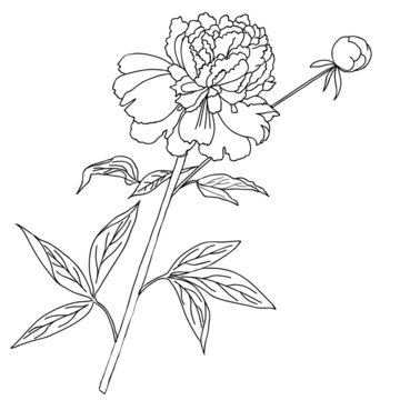 One peony.Sketch black and white
