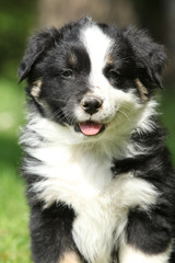 Portrait of amazing australian shepherd puppy