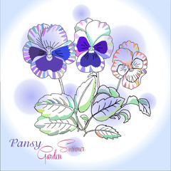 Pansy on blue  background
