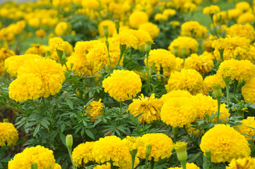 marigold flowers background