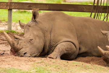 Obraz premium Rhinoceros having a rest in the wilderness.