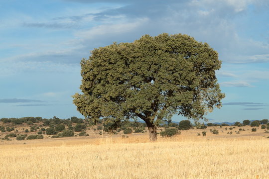 Quercus ilex. Encina, Carrasca.