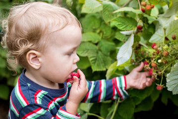 Adorable toddler boy picking raspberries