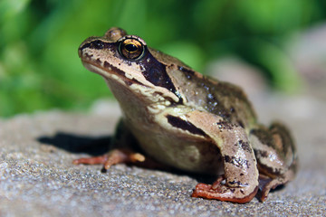 Big brown frog