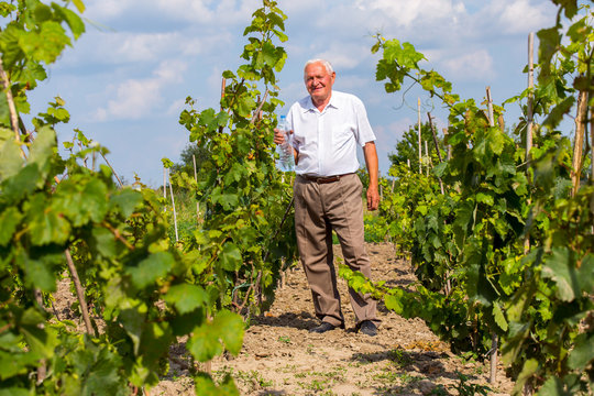 Senior man with water in the vineyard