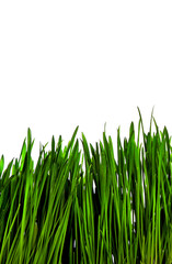 Grass Isolated