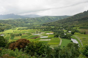 Fototapeta na wymiar Hanalei Valley, Hawaii