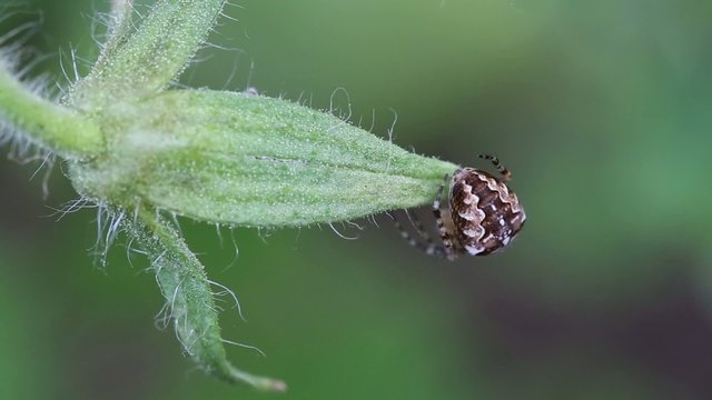 Spider on web outdoors