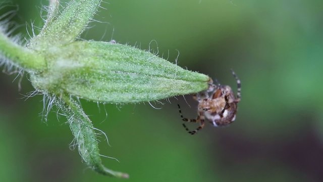 Spider on web outdoors