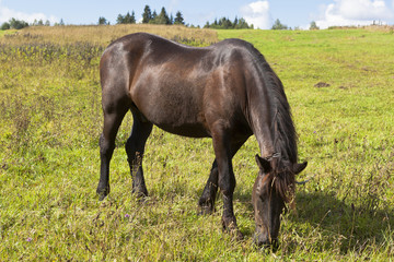 Fototapeta premium Привязанный цепью конь пасётся в поле