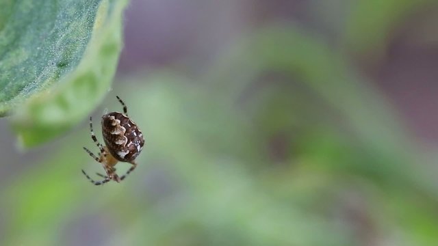 Spider on web outdoors