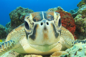 Sea Turtle