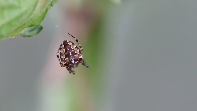 Spider on web outdoors