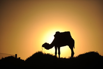 Fototapeta na wymiar kamel im Scherenschnitt 