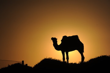 Fototapeta na wymiar kamel im Scherenschnitt 