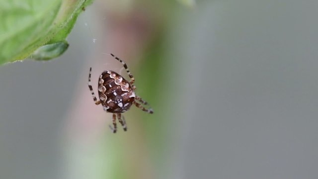 Spider on web outdoors