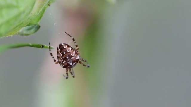 Spider on web outdoors