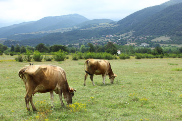 Fototapeta na wymiar Cow on a green pasture in the mountains