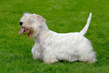 White Sealyham Terrier in the garden